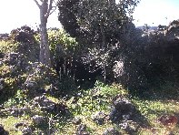 otte Scorciavacca20110306 111